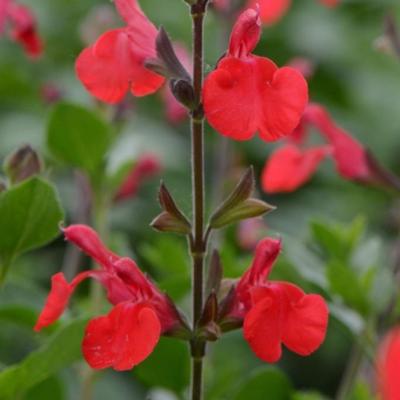 Salvia microphylla 'Suzanne'